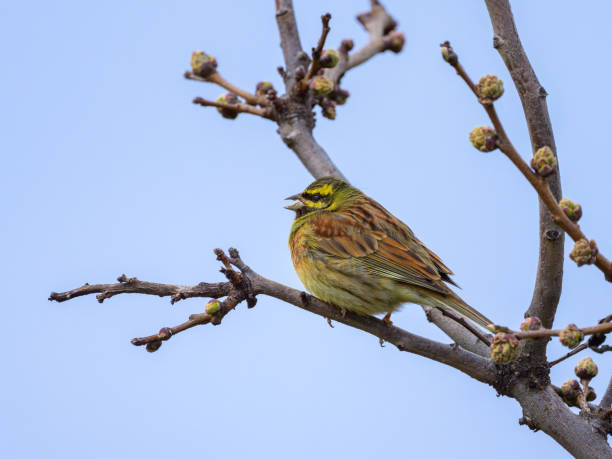 istock A Cirl Bunting sitting on a small twig 2164353649