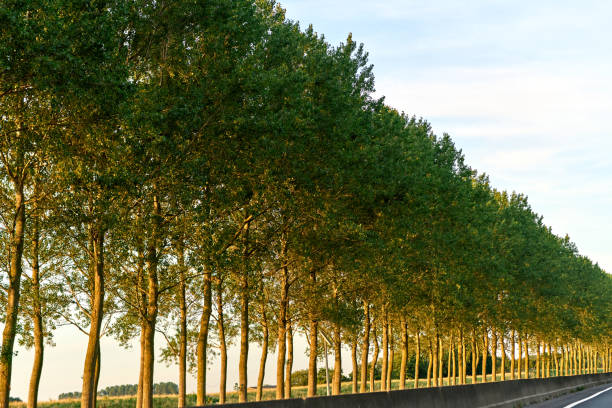 Landscape in Zeeland Netherlands