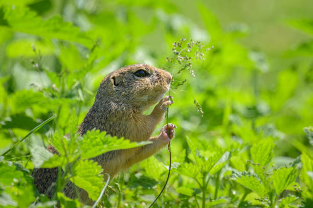istock A European ground squirrel in a meadow in spring 2164353941