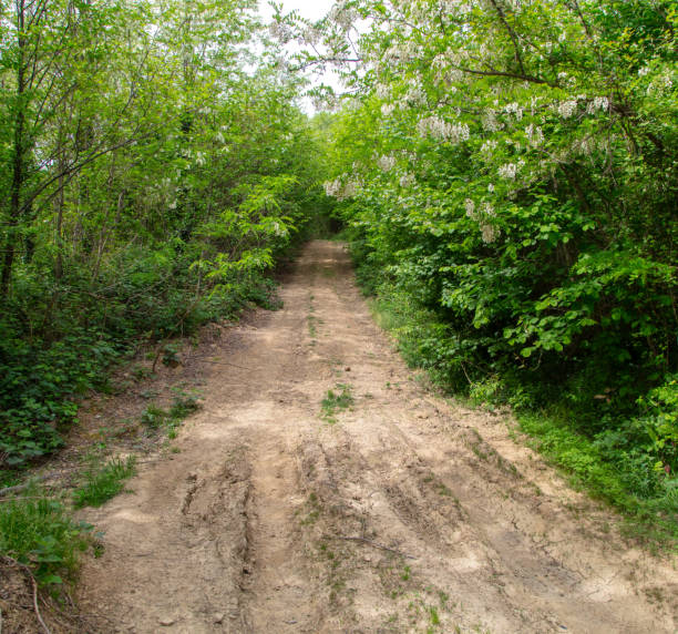 Dirt road in the forest in nature in summer.