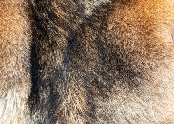 Dog skin as an abstract background. Texture
