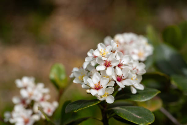 Rhaphiolepis umbellata blooms in the garden in spring. Amazing white flowers with colorful yellow and red stamens. Rhaphiolepis umbellata blooms in spring. Amazing white flowers with colorful yellow and red stamens. indian hawthorn stock pictures, royalty-free photos & images