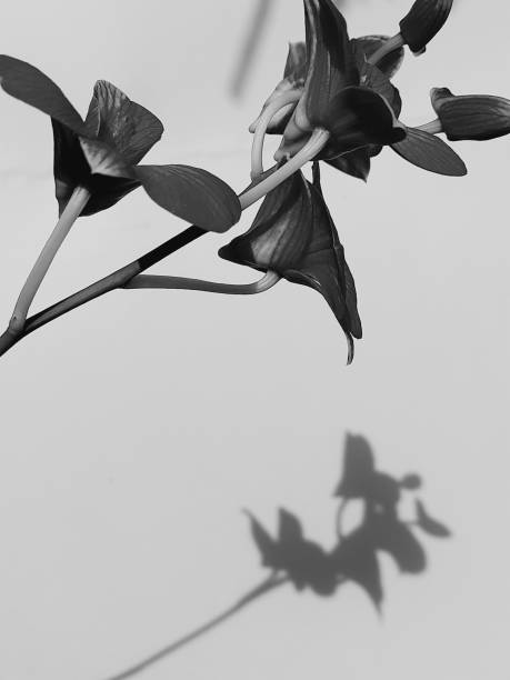 istock Black and white flowers. 2164356102