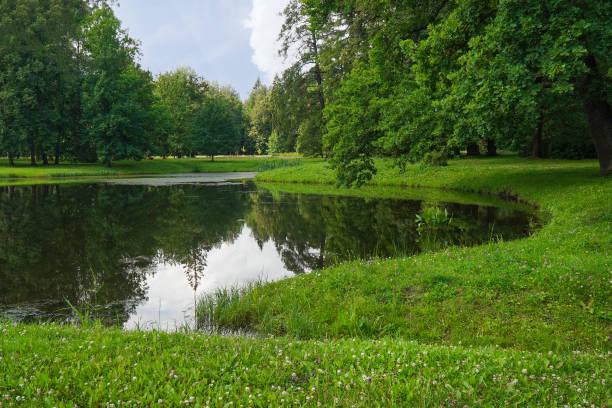 Beautiful pond in green forest on flowering meadow in summer