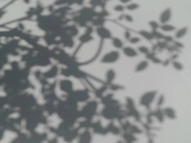 istock Shadow of leaves. 2164358181
