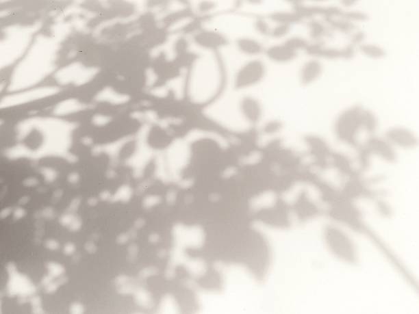 istock Shadow of leaves. 2164358604