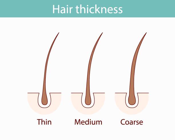 istock Classifications of hair thickness types. A section of leather with fine, medium and coarse strands. Linear diagram of the anatomical structure. Outline vector illustration. 2164358772