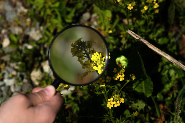 istock Yellow flowers magnified by handheld lens. 2164361420