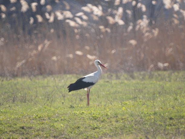 istock Stork bird walking in the meadow 2164361579