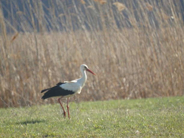istock Stork bird walking in the meadow 2164361584