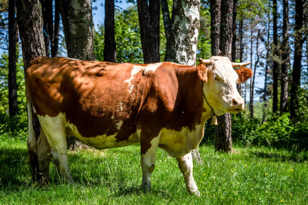 istock Simmental domestic cow grazing 2164362305