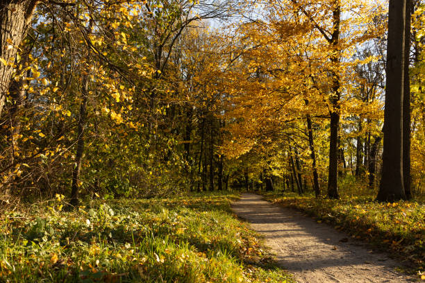Autumn forest landscape dirt road