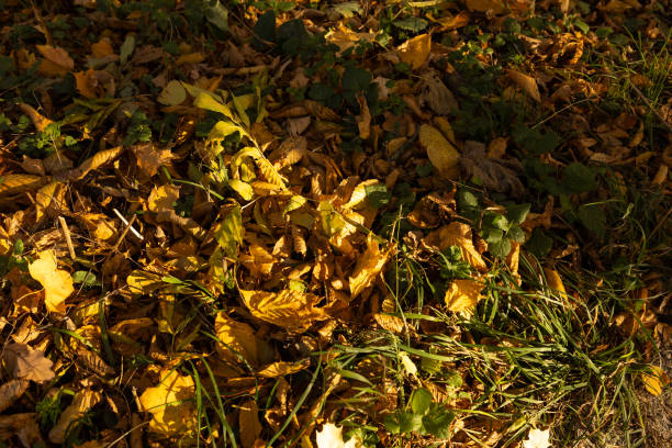 Autumn forest landscape  fallen yellow leaves and sunny light