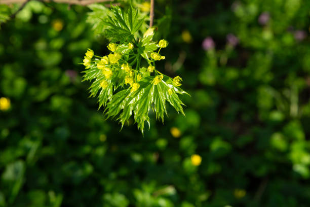 young maple leaves and flowers early spring natural background