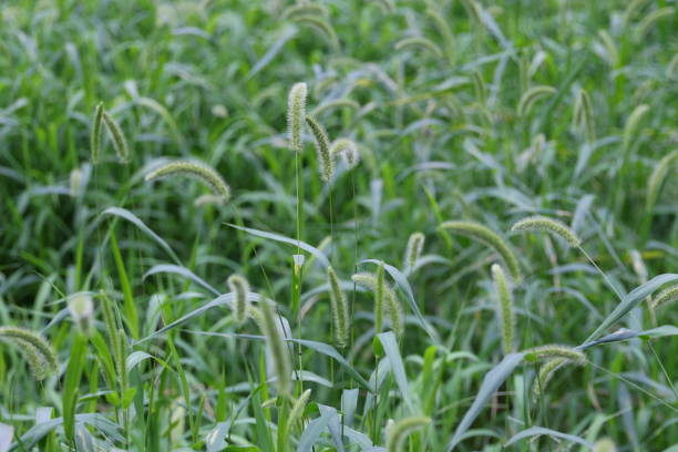 istock Dog tail grass“Setaria viridis (L.) Beauv.” 2164363369