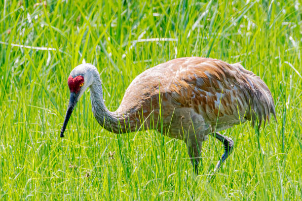 istock Sandhill crane in swamp 2164364333