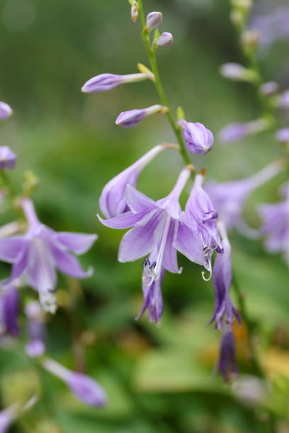istock Purple morning glory，Hosta ventricosa (Salisb.) Stearn 2164368421