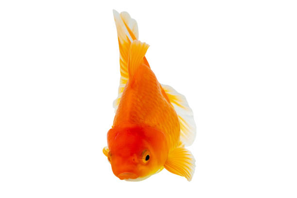 istock Oranda goldfish isolated on white background close up 2164371524