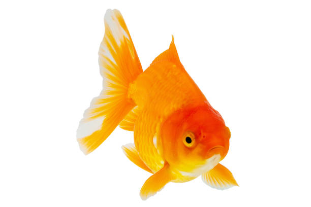 istock Oranda goldfish isolated on white background close up 2164371541