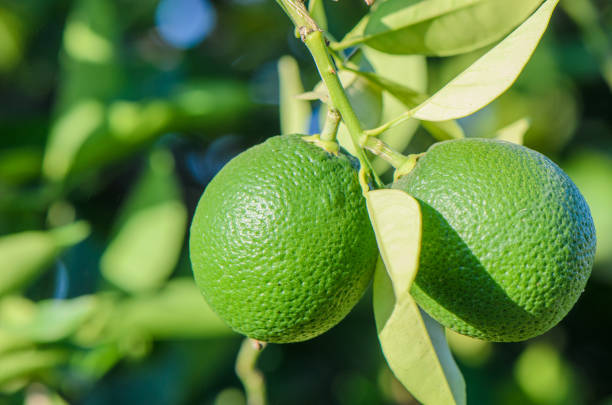 istock Close-up of orange on tree 2164371667