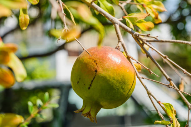 istock Green pomegranate fruits hanging on the tree. 2164371704