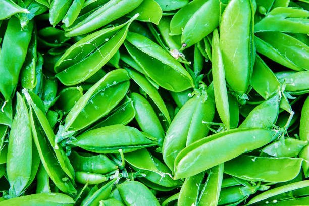 No peas inside seed pod, empty pea pods, vegetable texture for background or backdrop.