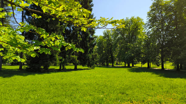 park in green colors