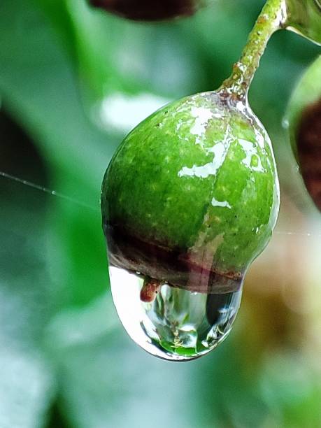 Drops of water on leaf.