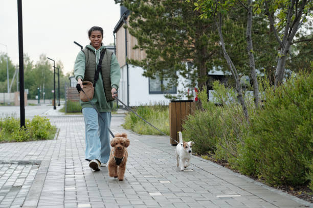 istock Dog sitter following two purebred pets 2164383469