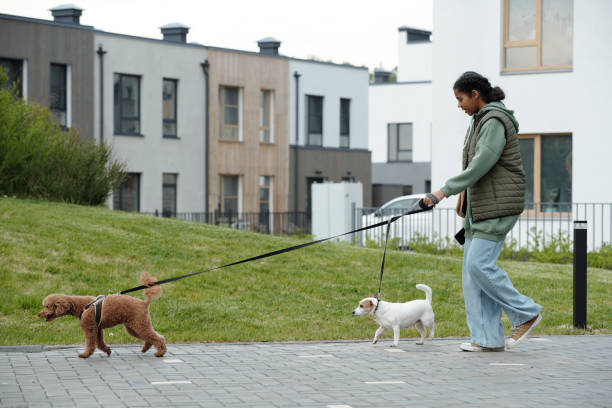 istock Dog sitter taking walk with two pets 2164383500
