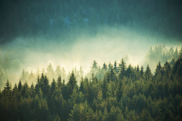 istock Beautiful autumn landscape in the mountains 2164389846