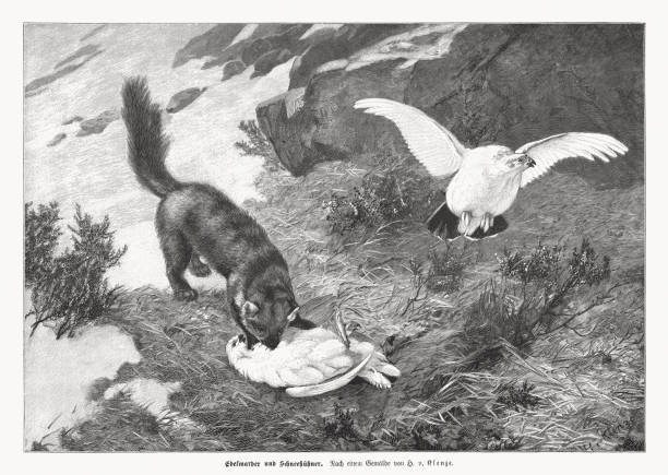 istock Marten hunting ptarmigans, wood engraving, published in 1892 2164391527