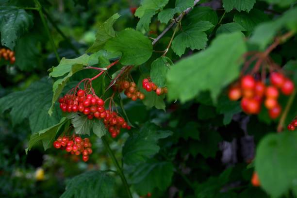istock Red fruits on the tree 2164391542