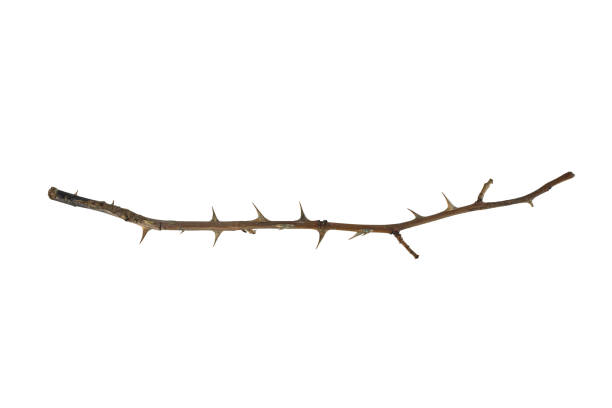 istock Dry rose branch. Branch with thorns isolated on a white background. 2164400231