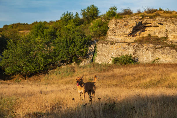 istock Landscapes - Forest - Europe, Romania 2164400745