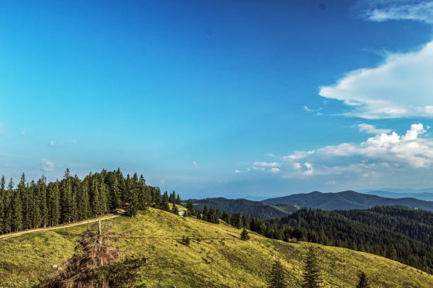 istock Landscapes - Forest - Europe, Romania 2164400897