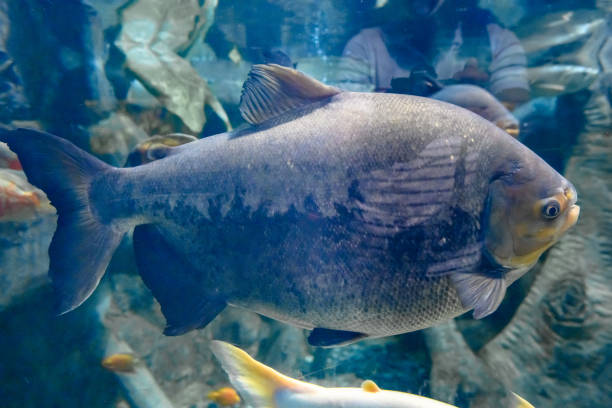 istock Pygocentrus nattereri. Piranha closeup. 2164401084