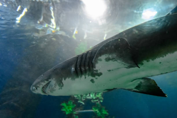 istock Blacktip Reef sharks swimming. 2164401252