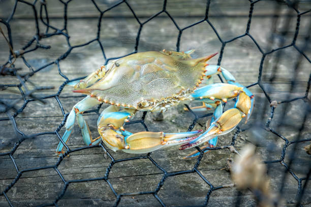 istock A blue crab cought in a trap 2164404036