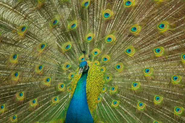 A peacock putting on a show.