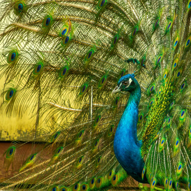Close-Up Of Peacock