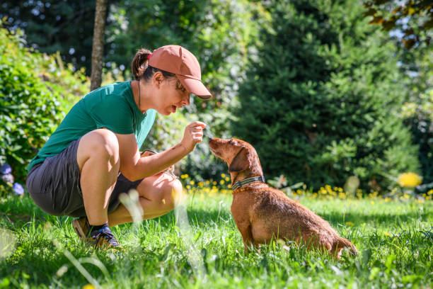 Dog trainer with Dachshund
