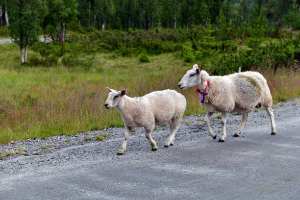 Two white sheep running along country road in Norway. Horizontal photo with copy space.