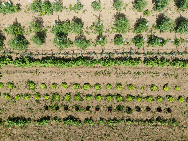istock Vegetable garden as seen from above 2164413913