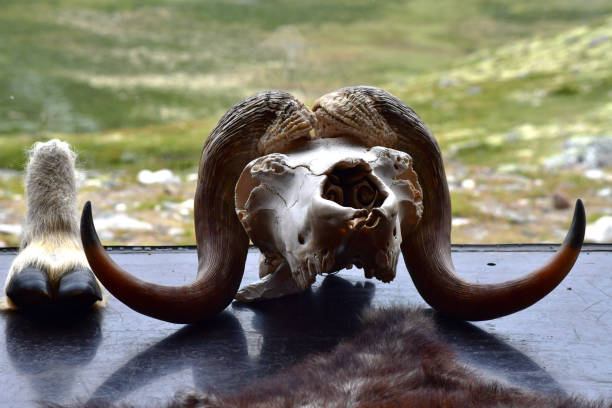 Close up horizontal photo of musk ox skull and foot displayed inside view point at Dovrefjell in Norway.