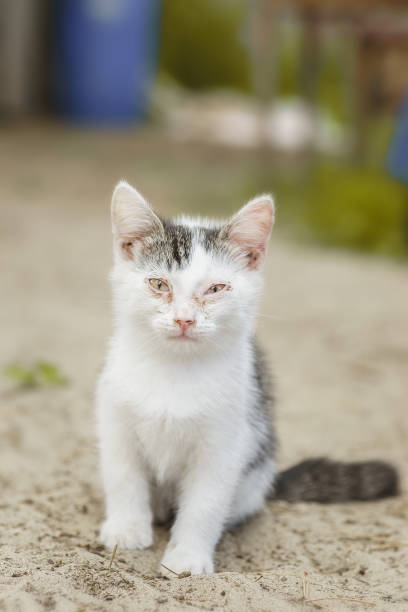 Kitten eye disease. Small white kitten with eye disease. Kitten sits on the ground among the green grass