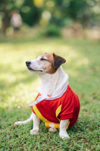 istock Playful Jack Russell Terrier playing in the Park 2164416651