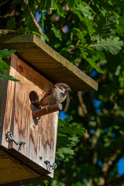 istock Beautiful sparrow in the sunlight 2164416988