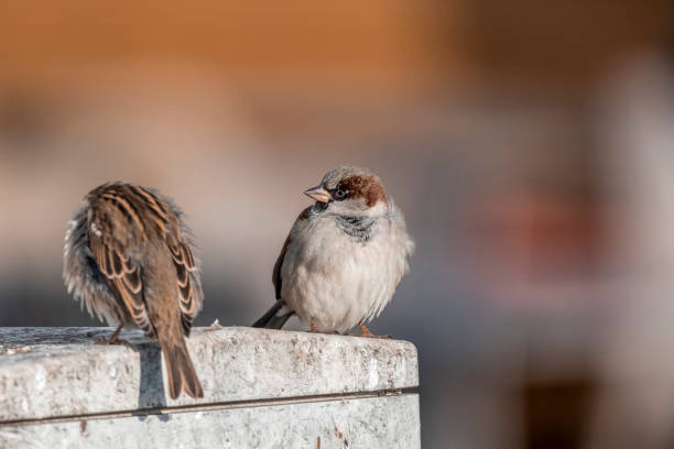 istock Beautiful sparrow in the sunlight 2164417396