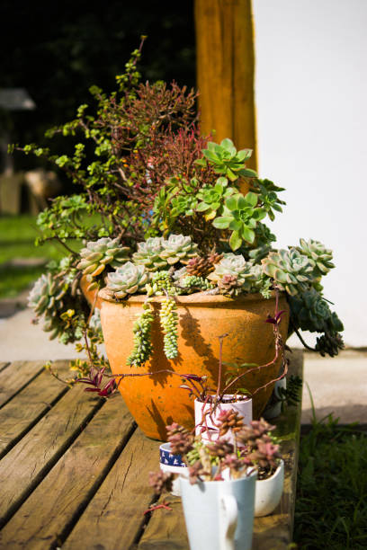 istock Beautiful succulent planter bathed in sunlight, showcasing an array of vibrant succulents. The sunlight highlights the plant's textures and colors, creating a warm, inviting scene. 2164417410
